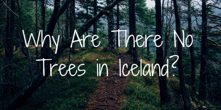 Why are there no trees in Iceland Arctic Adventures