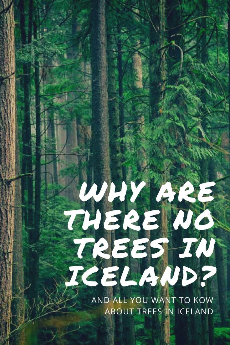 Why are there no trees in Iceland Arctic Adventures