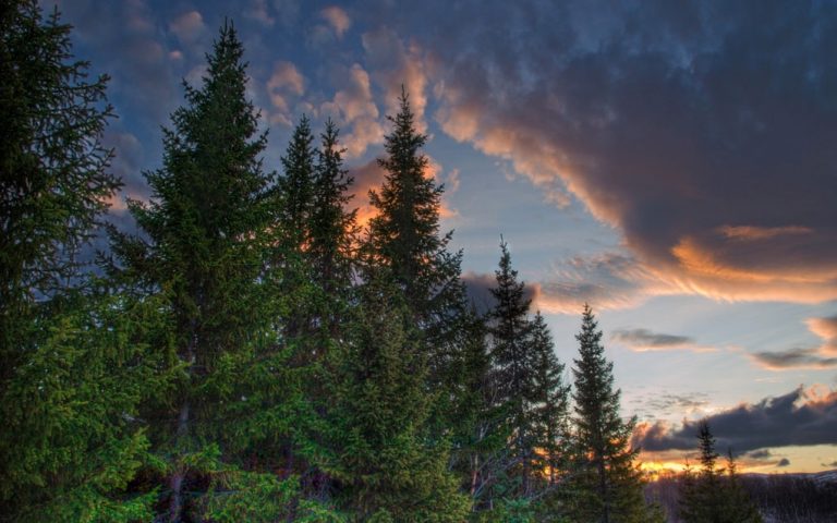 Why are there no trees in Iceland Arctic Adventures