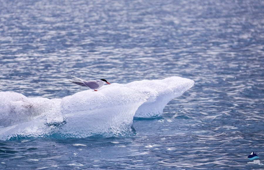 Arctic Tern sitting on ice