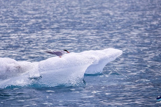 Arctic Tern in Jokulsarlon glacier lagoon