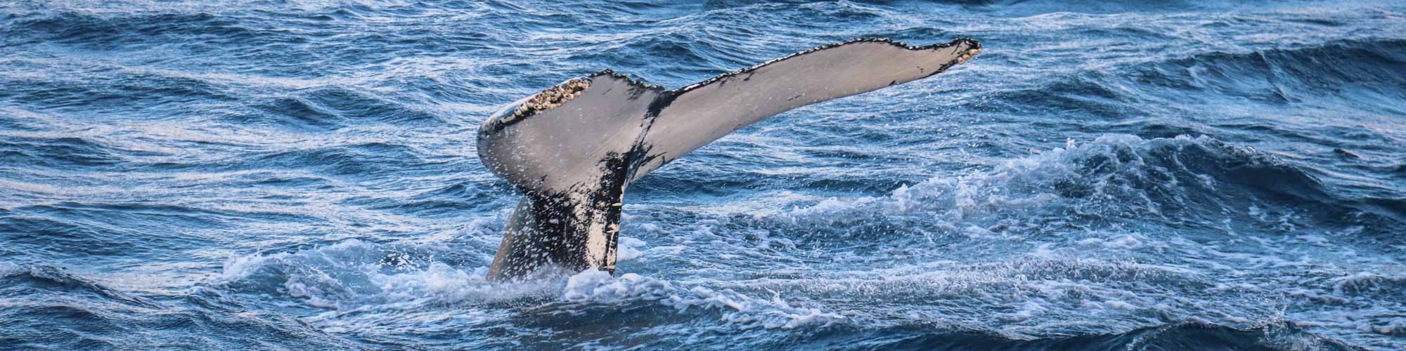 Whale Watching Tour from Dalvik with RIB boat express Arctic Adventures