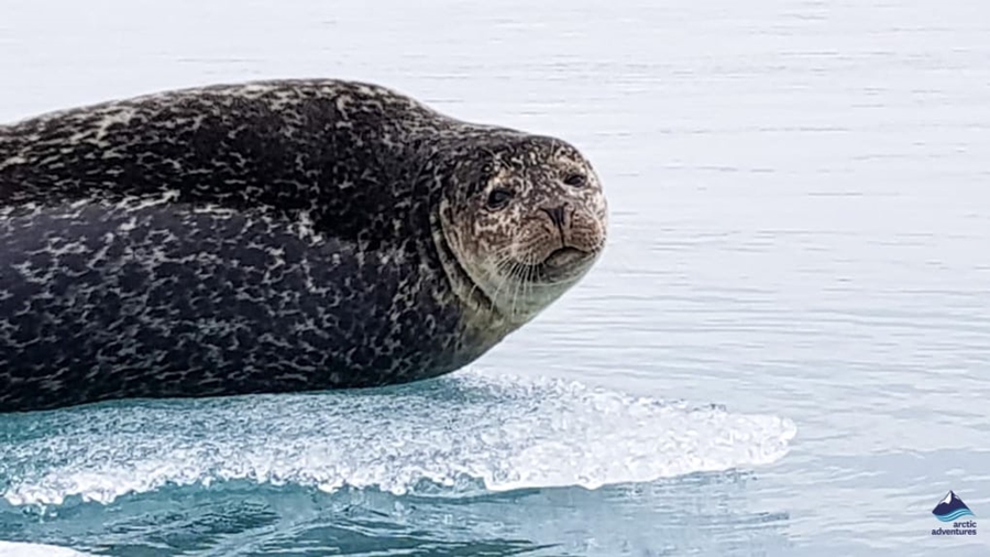 arctic seal on ice