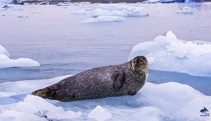 seal laying on ice