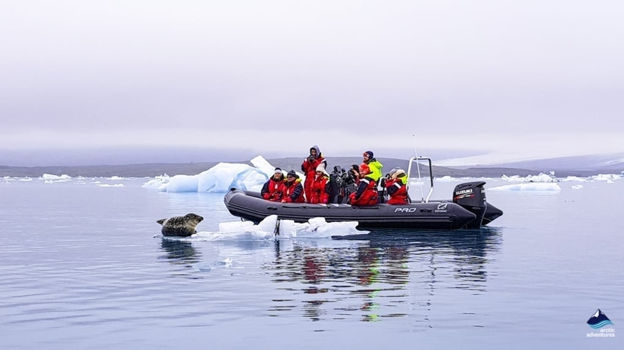 tourists exploring Icelandic wildlife