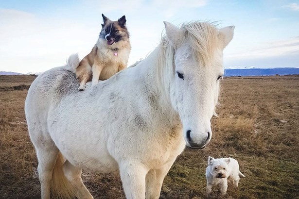 two dogs and white Icelandic horse