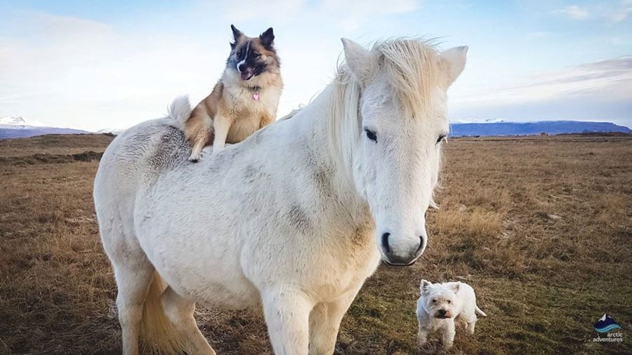 dog sitting on white horse