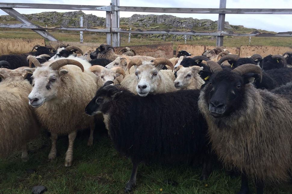 Icelandic Sheep Farm Icelandic Sheep Farm in Iceland