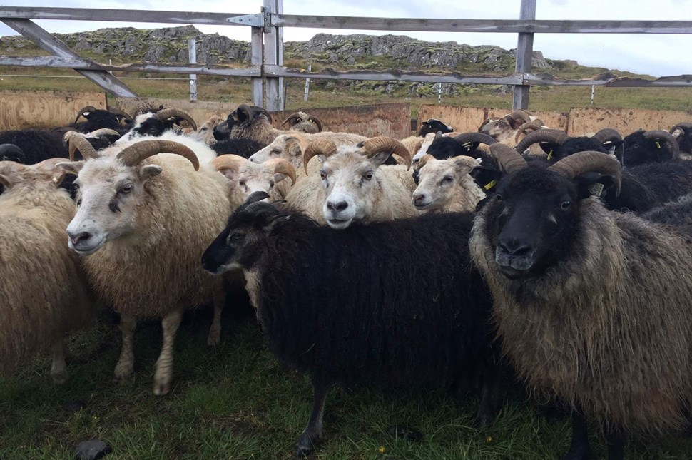 Icelandic Sheep Farm in Iceland