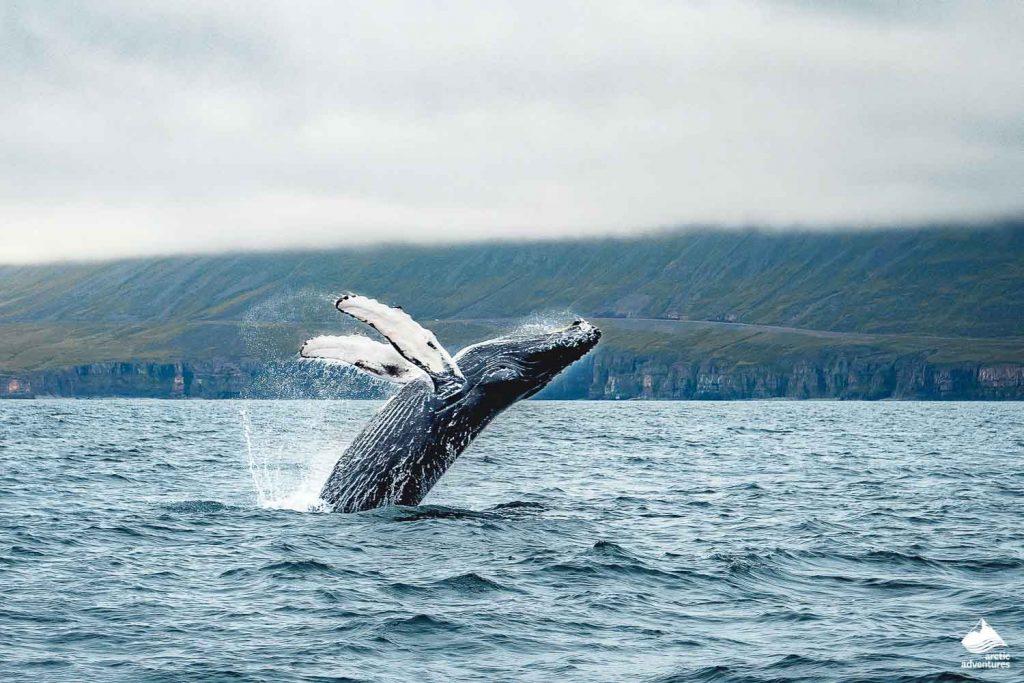 Тур в мурманск на китов. Горбатые киты Исландия. Рейкьявик киты. Мурманск киты. Норвегия киты.
